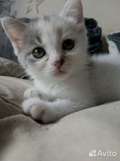 Кошкины дети