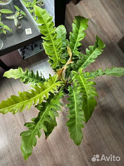 Филодендрон голден крокодил