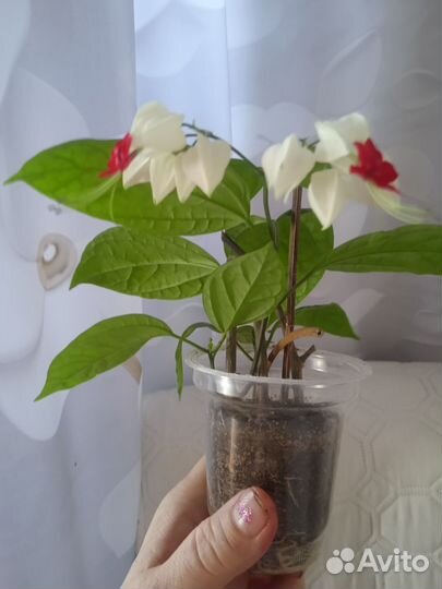 Клеродендрум