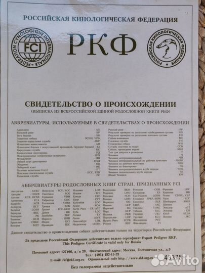 Вязка джек Рассел терьер