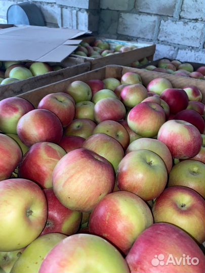 Яблоки домашние