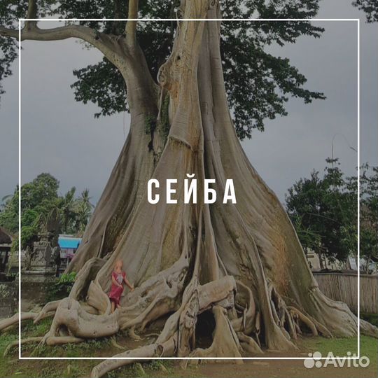 Тур на Бали