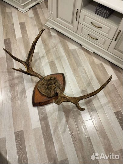 Продам рога лося