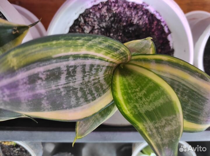 Сансевиерия