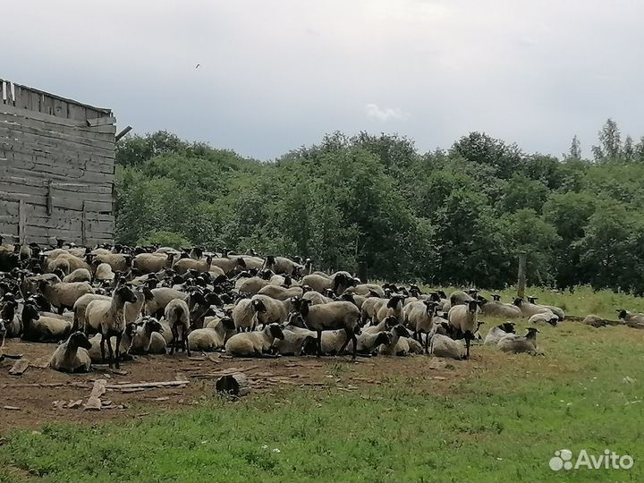 Овцематки романовской породы