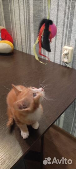 Рыжий котик