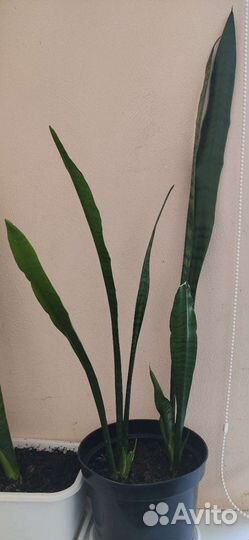 Сансевиерия