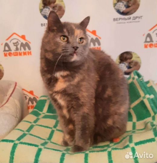 Кошка Люся, стерильная