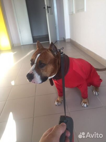 Одежда для собак