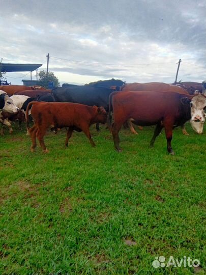 Продам быков