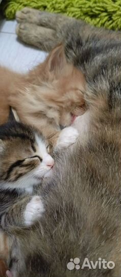 Котята в добрые руки мальчики