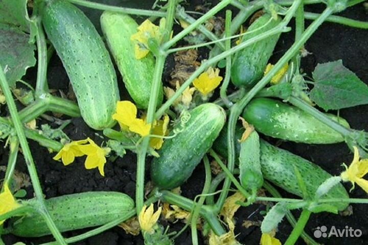 Огурец Апомиксис Коняева (семена)