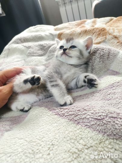Британский котенок