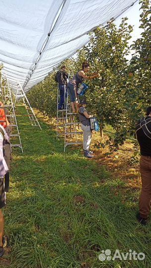 Сборщик яблок