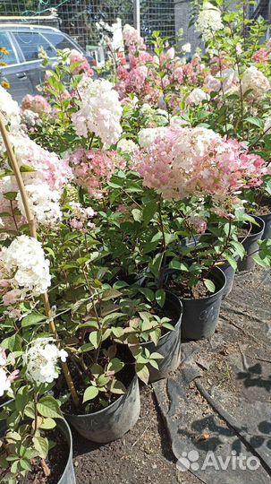 Гортензия зкс в горшках 5-7л