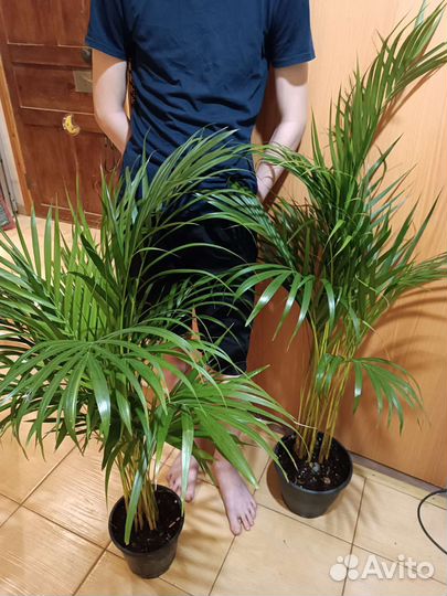 Пальма Арека/Дипсис 120. Супер размер