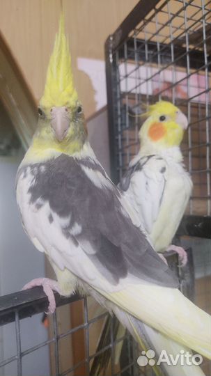 Попугай корелла говорящий