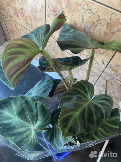 Филодендрон бородавчатый с фото