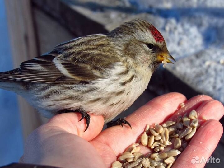 Певчие птицы