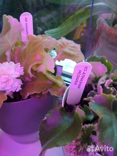 Таблички для маркировки растентй