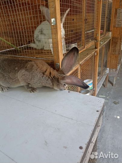 Кролик. Фландеры