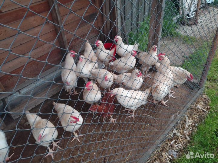 Продам петушков молодых 120 дневных