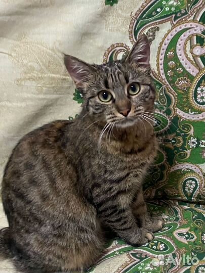 Котенок -девочка