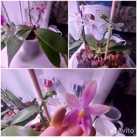 Орхидеи Мики сортовые и обычные