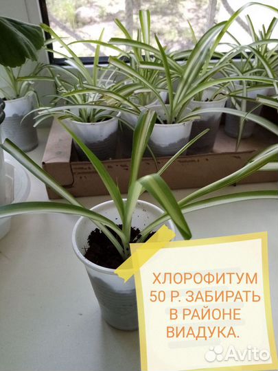 Хлорофитум