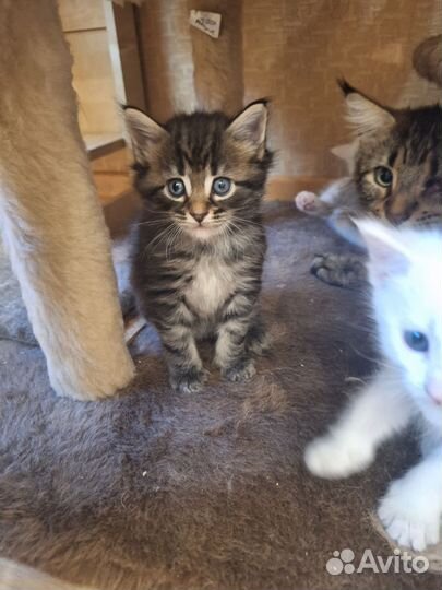 Котята мейн-кун в добрые руки бесплатно