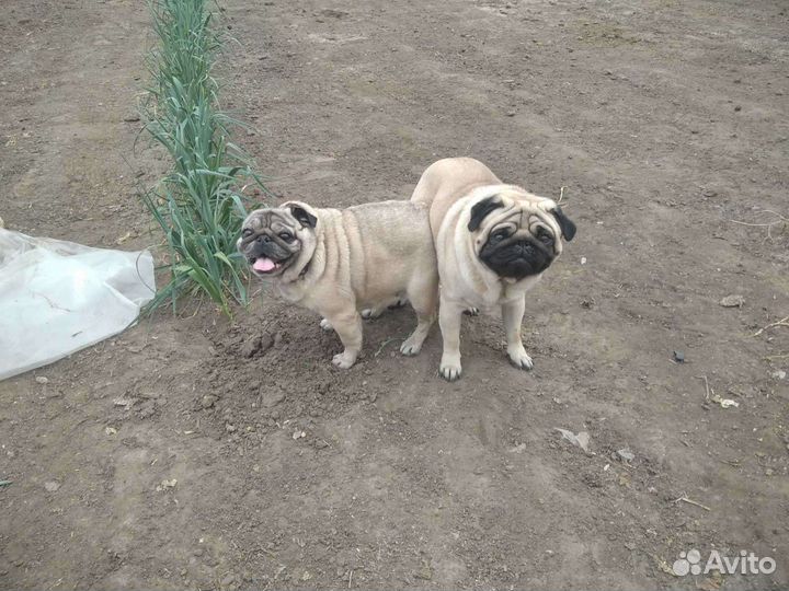 Щенки мопса мальчик