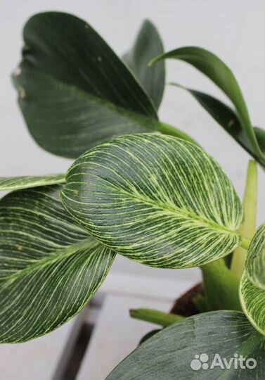 Филодендрон Birkin