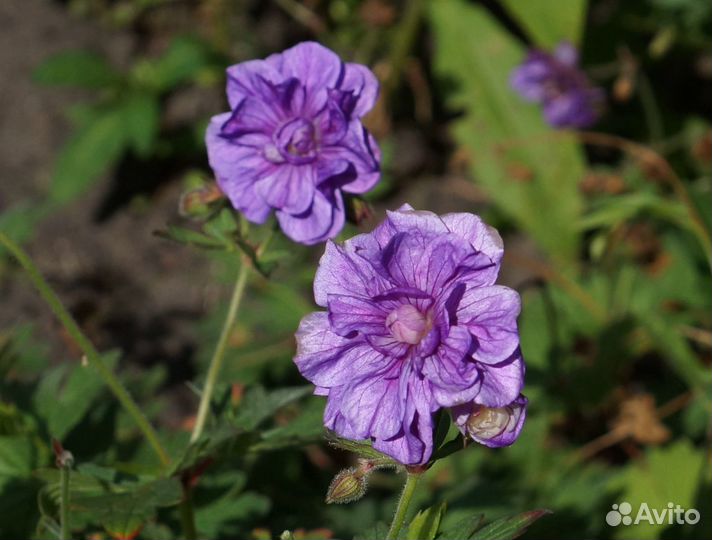 Многолетние садовые цветы - 1 часть