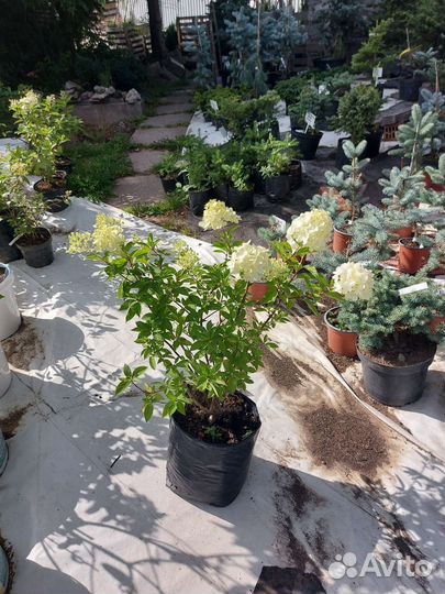 Гортензия метельчатая Лайм Лайт