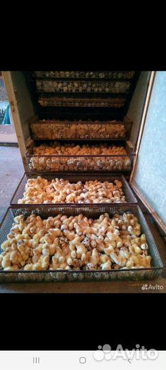 Перепела продажа