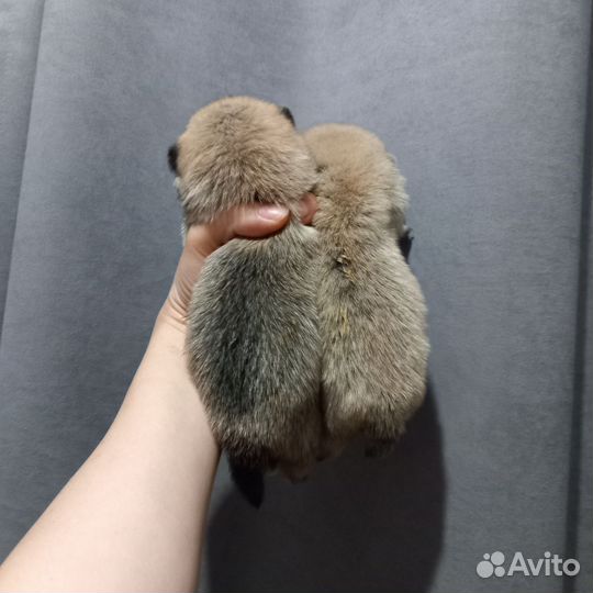 Помчи чих + шпиц