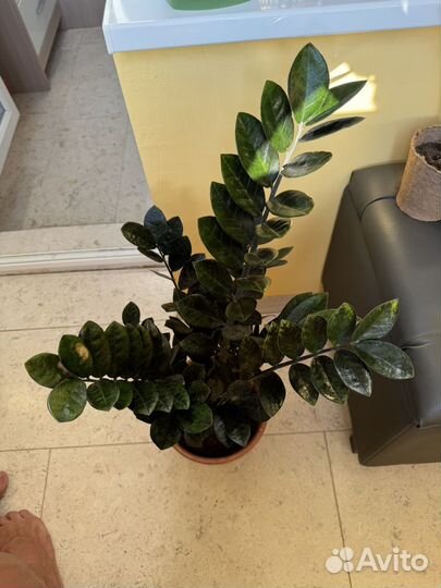 Замиoкулькаc изумрудный 70см