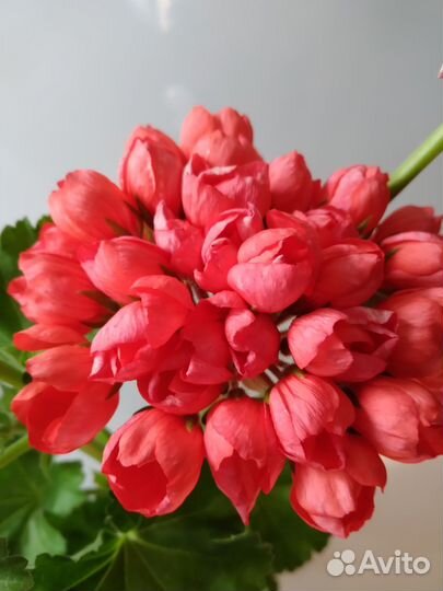 Пеларгония герань сортовая