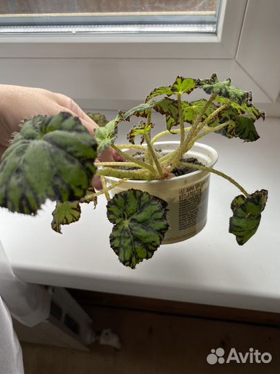 Бегония тигровая