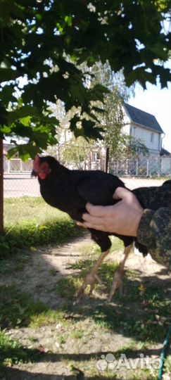 Молодые петухи