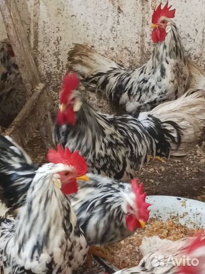 Петухи