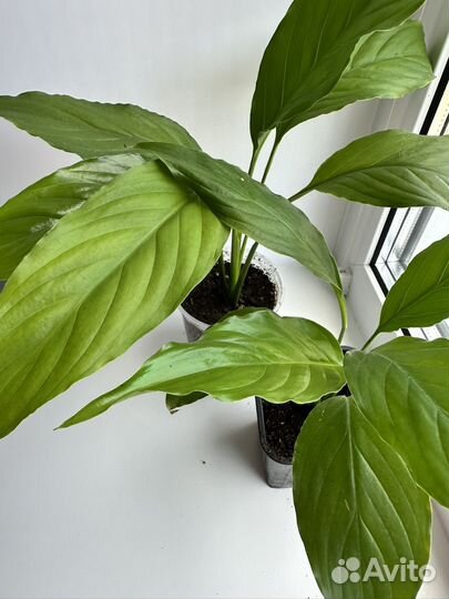 Спатифиллум (женское счастье)