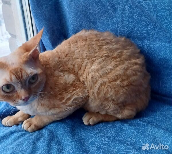 Коты подрощенные