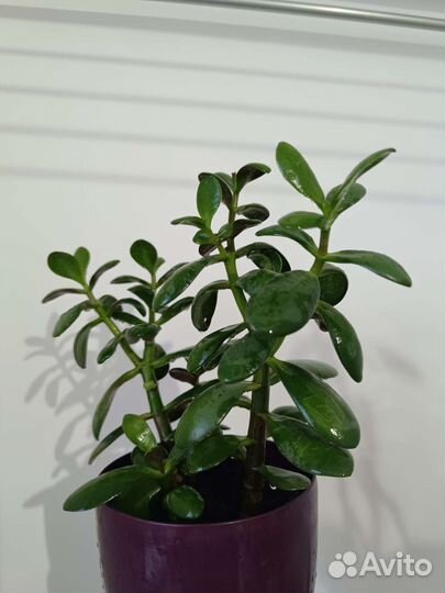 Крассула (денежное дерево, толстянка)