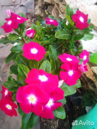 Черенки катарантуса на срез