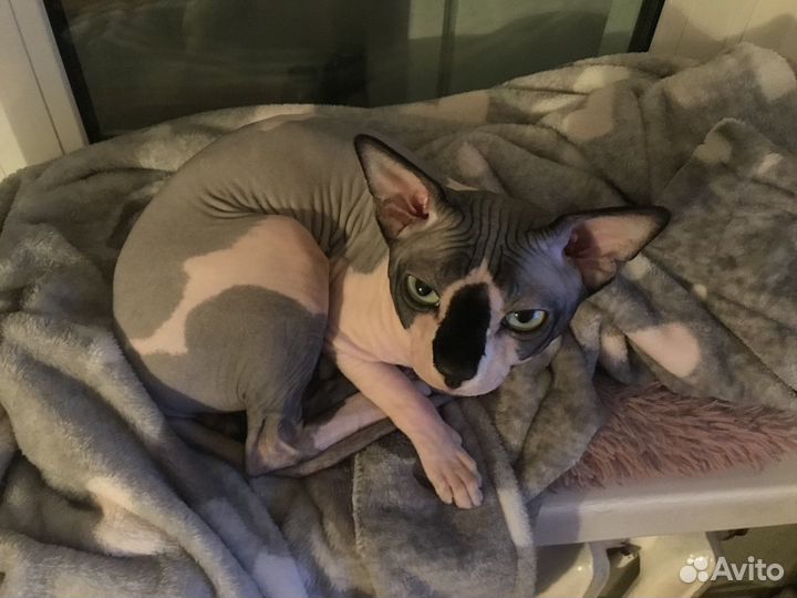 Вязка с котиком