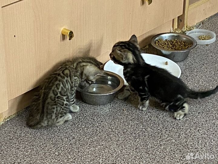 Бенгальская