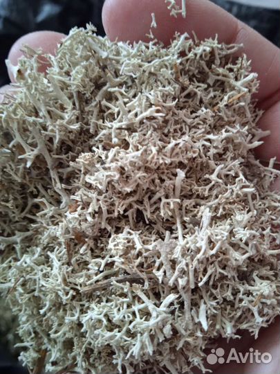 Олений мох. Ягель