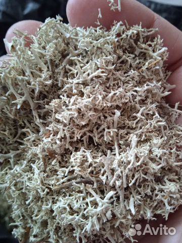 Олений мох. Ягель