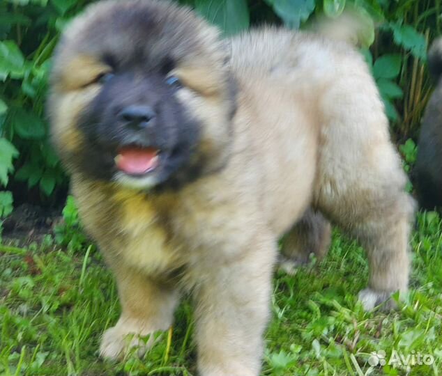 Щенки кавказской овчарки (мальчики)